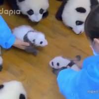 یه عالمه بچه پاندا ناز و دوست داشتنی