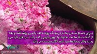 گلاب گیری کاشان | کی سفر