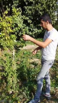 خرید نهال گوجی بری نهالستان تک فیدان 09144811631  09144811631