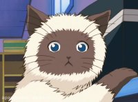 وقتی کایدو گربه میبیند...خخخخخ