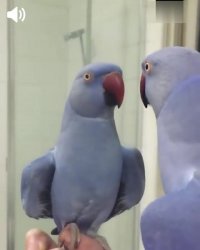 کلیپ شاد از طوطی بامزه