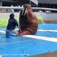 ممارسه الریاضه