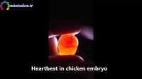 مراحل تبدیل تخم نطفه دار مرغ به جوجه