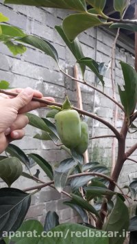 میوه دادن خرمالو موزی در نهالستان ردبازار رشت www.redbazar.ir