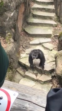 گوریل بی شعور