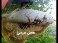 عسل چهل گیاه