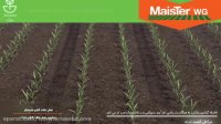 مایستر | MaisTer WG بهترین نابود کننده علف هرز مزارع ذرت
