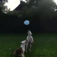 بازی بامزه سگ ها با " بادکنک "