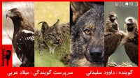 مستند " آخرین جنگل مدیترانه ای "