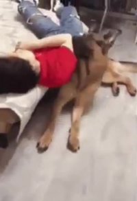 عکس العمل جالب یک سگ وقتی میبینه صاحبش داره توی خواب از تخت میفته