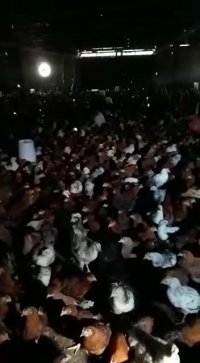 فروش مرغ 3ماهه بومی گلپایگانی 09121986651_09123968671