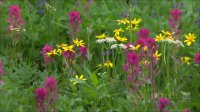 Nature Footage: Plants and Flowers Time lapse and Beauty Shots