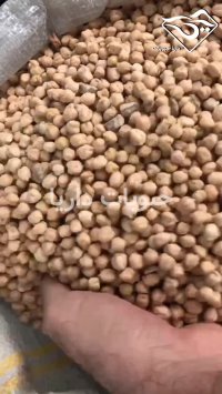 خرید عمده نخود کرمانشاه