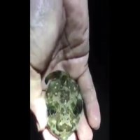 ماهی بادکنکی