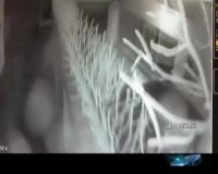 ویبره زمین در بروجرد لرستان