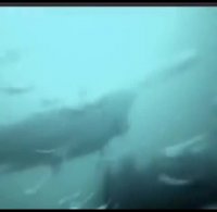 اگر زیر آب با یک کوسه سفید روبرو بشید چیکار می کنید؟