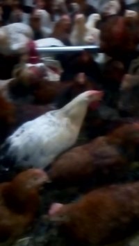 فروش 700قطعه مرغ بومی6ماه ونیمه تخمگذار09121986651و09123968671