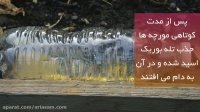 دور کردن مورچه از گلدان ها و باغچه ها | سم تخصصی برای دفع مورچه
