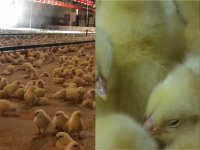 پرورش جوجه اجداد