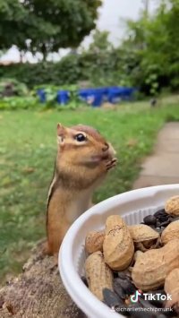 ویدیو خنده دار کوتاه سنجاب مودب