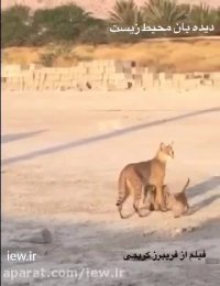 تصویر برداری کم نظیر از گربه جنگلی و توله هایش در لامرد