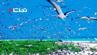 " جزیره پرندگان "