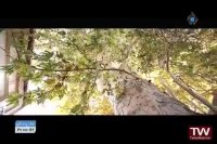 یک زندگی-چنار