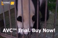 پانداها، سفر به خانه