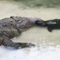 کروکدیلی که لاکپشت را شکار نمی کند