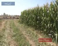 تحولی در کشت ذرت