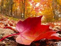 قطعه شاهکار 