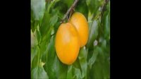 نهال زردآلو در چهارمحال و بختیاری 0912320527-خرید نهال-فروش نهال-قیمت نهال