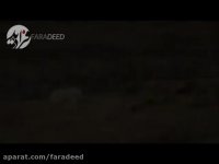 مرگ دردناک خرس قطبی