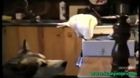 طوطی که به سگ غذا می دهد! بسیار جالب!