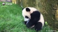 Panda Loves Hugging The Basketball! | iPanda