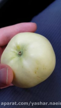 سیب سفید رنگ در نهالستان اروم نهال09120454526
