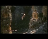 شکار بز کوهی توسط عقاب