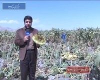 ارومیه؛ تغییرالگوی کشت