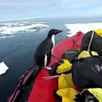 پنگوئنی که حسابی شما رو غافلگیر می کنه