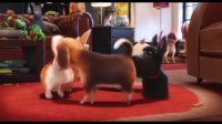 تیزر تلویزیونی انیمیشن The Secret Life Of Pets 2016
