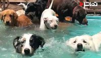 گردهمایی سگ ها در استخر