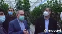 بازدید معاون امور باغبانی از مجتمع های گلخانه شیشه ای ارس تارلا امین و  امیر