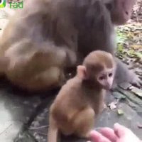 بچه میمونو اسکل کردن صداگذاری بامزه یعقوب