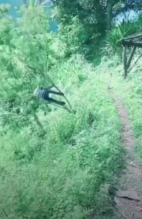 کلیپ خنده دار کوتاه ... خروس لات