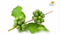 خواص قهوه سبز برای لاغری سریع
