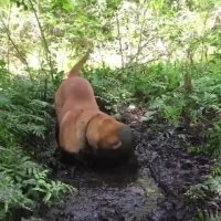 سگ لجن خوار!