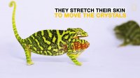 TIL: How Chameleons Change Color
