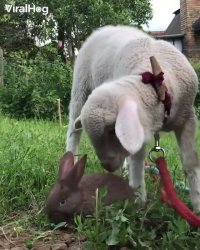 دوستی زیبا بین حیوانات