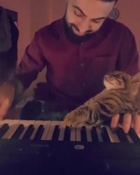 گربه ی هنردوست