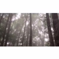 جنگل های بکر مازندران - شهریور 96